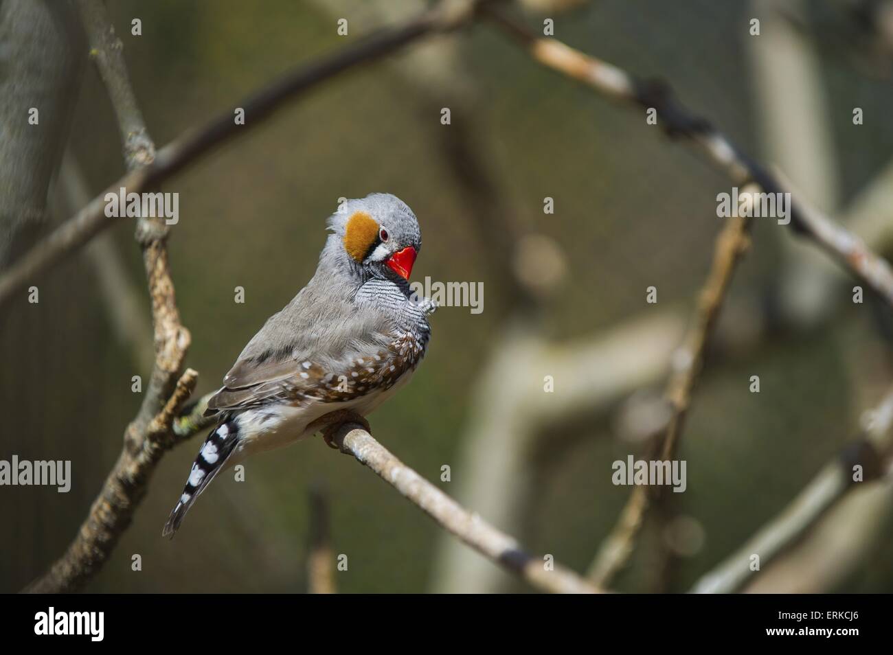Zebra finch Bird Park Marlow Foto Stock