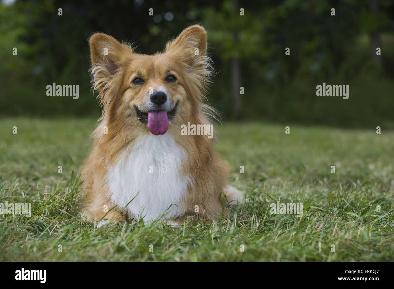 Giacente Welsh Corgi Pembroke Foto Stock