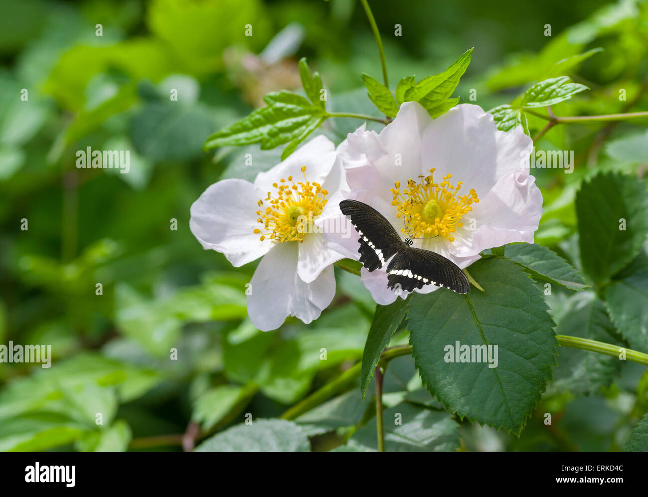 Ramo di rosa canina in tempo di fioritura avente una farfalla valutazione Foto Stock