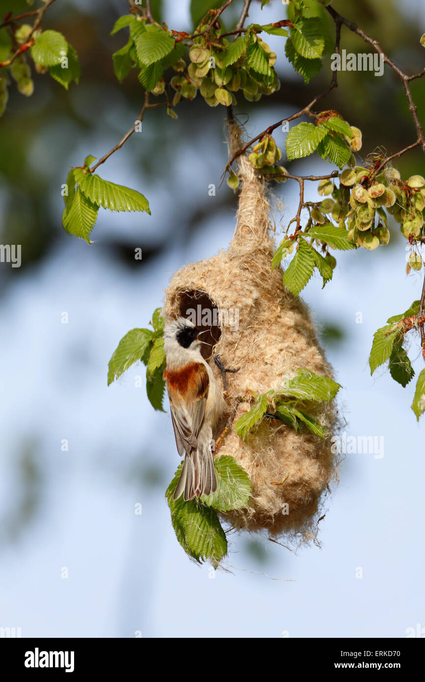 Eurasian Penduline Tit (Remiz pendulinus) costruire un nido, Riserva della Biosfera dell'Elba centrale, Sassonia-Anhalt, Germania Foto Stock