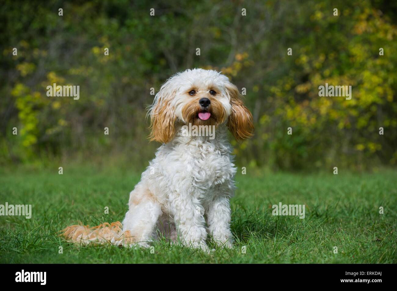 seduta Cavapoo Foto Stock