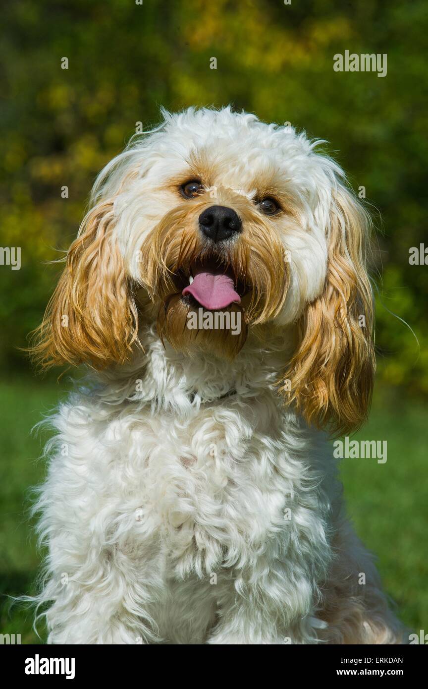 Ritratto di Cavapoo Foto Stock