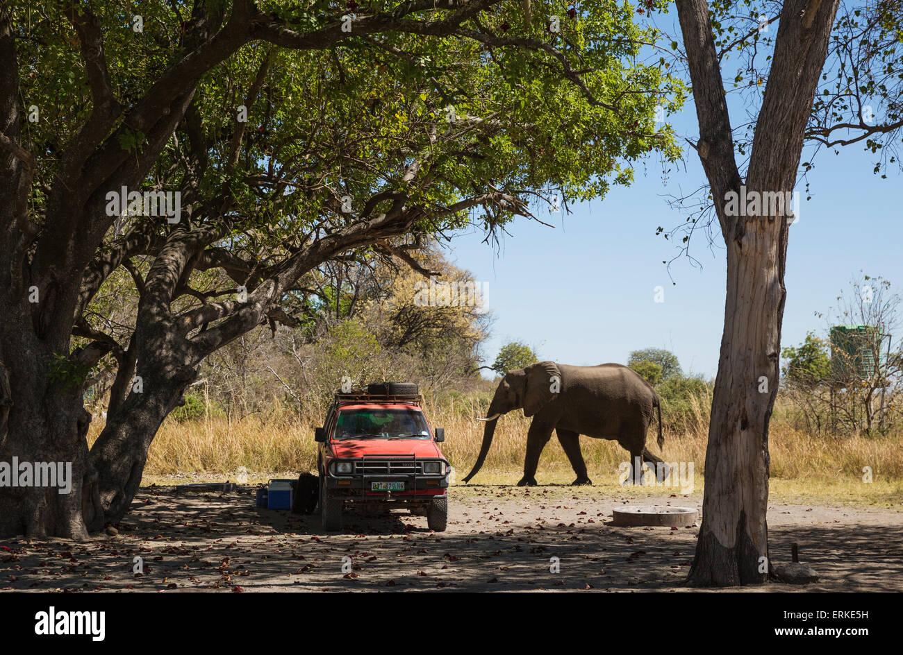Elefante africano (Loxodonta africana), il terzo ponte campeggio, Okavango Delta, Moremi Game Reserve, Botswana Foto Stock