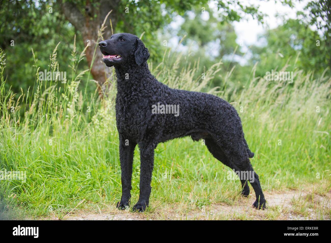 In piedi rivestiti ricci Retriever Foto Stock