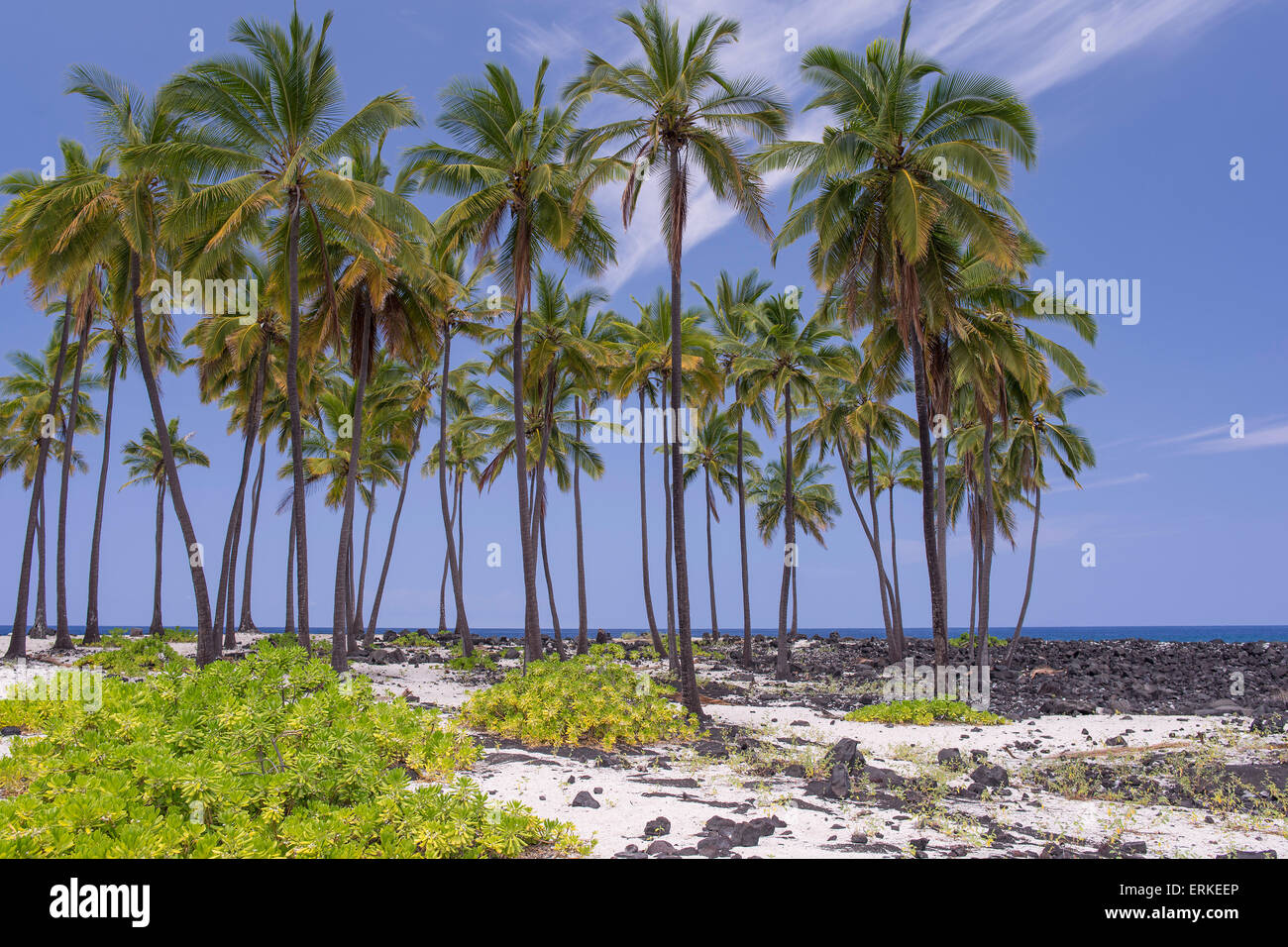 Le palme, Pu'uhonua o Honaunau National Historical Park, Big Island, Hawaii, STATI UNITI D'AMERICA Foto Stock