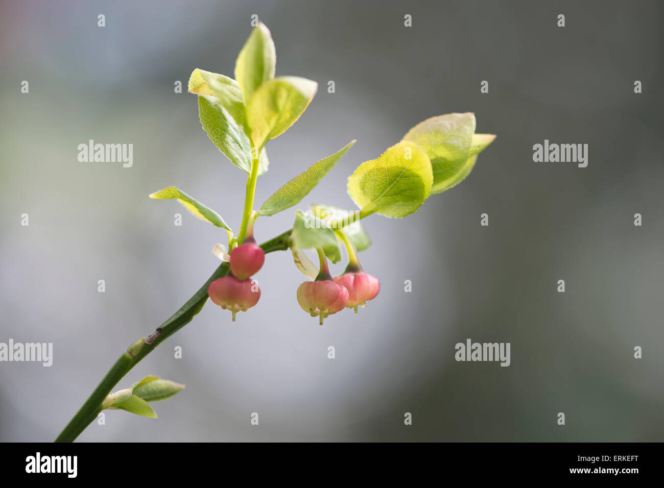 Fiore di mirtilli (Vaccinium myrtillus), Emsland, Bassa Sassonia, Germania Foto Stock