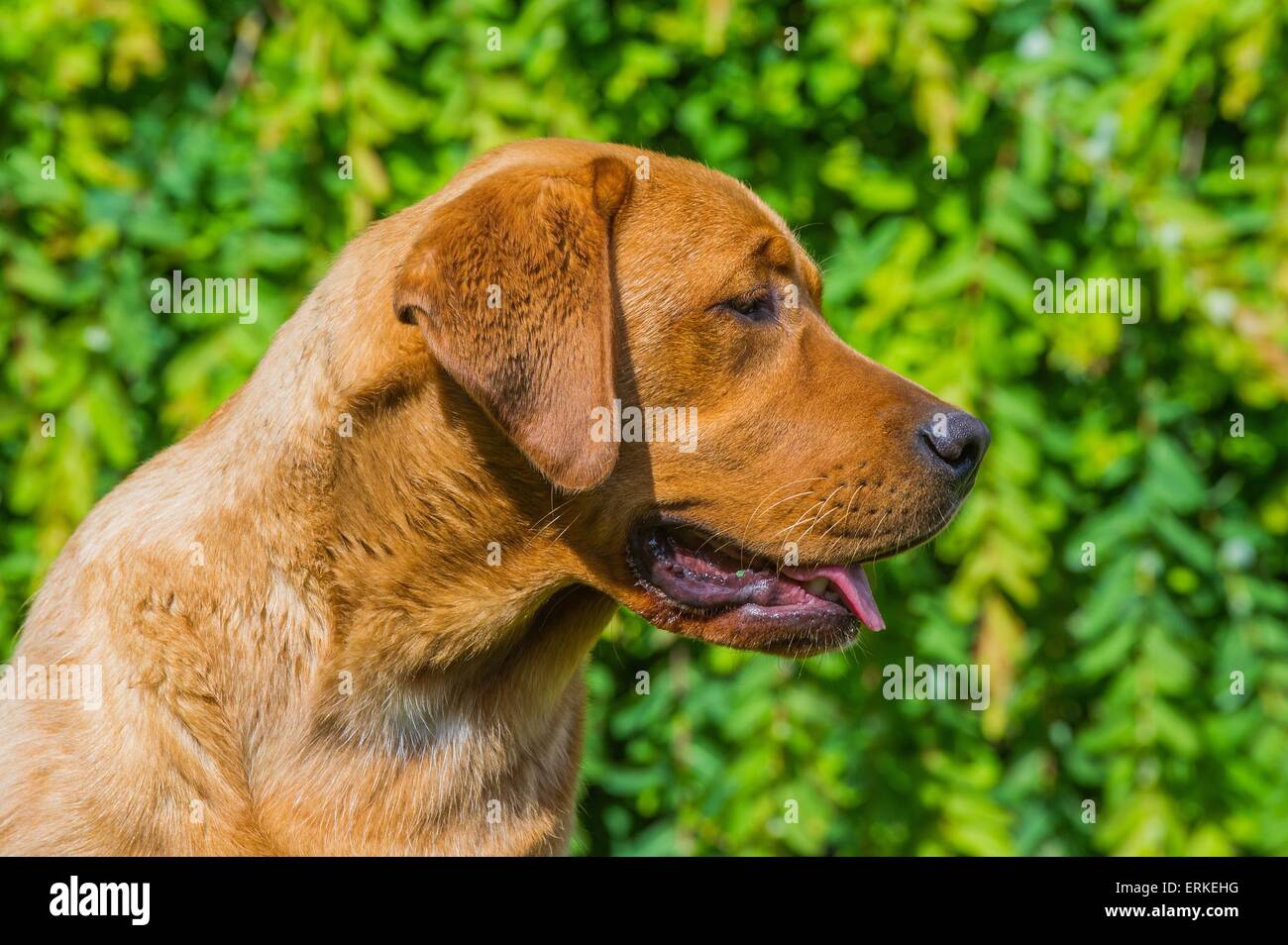 Il Labrador Retriever ritratto Foto Stock