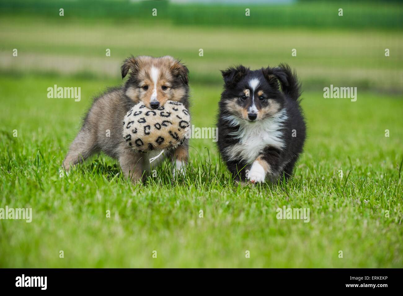 Shetland Sheepdog cuccioli Foto Stock