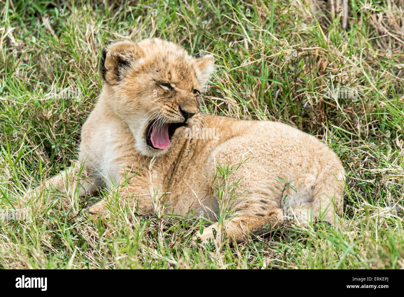 Löwe (Panthera leo), Jungtier, gähnend, il Masai Mara, in Kenia, Ostafrika Foto Stock