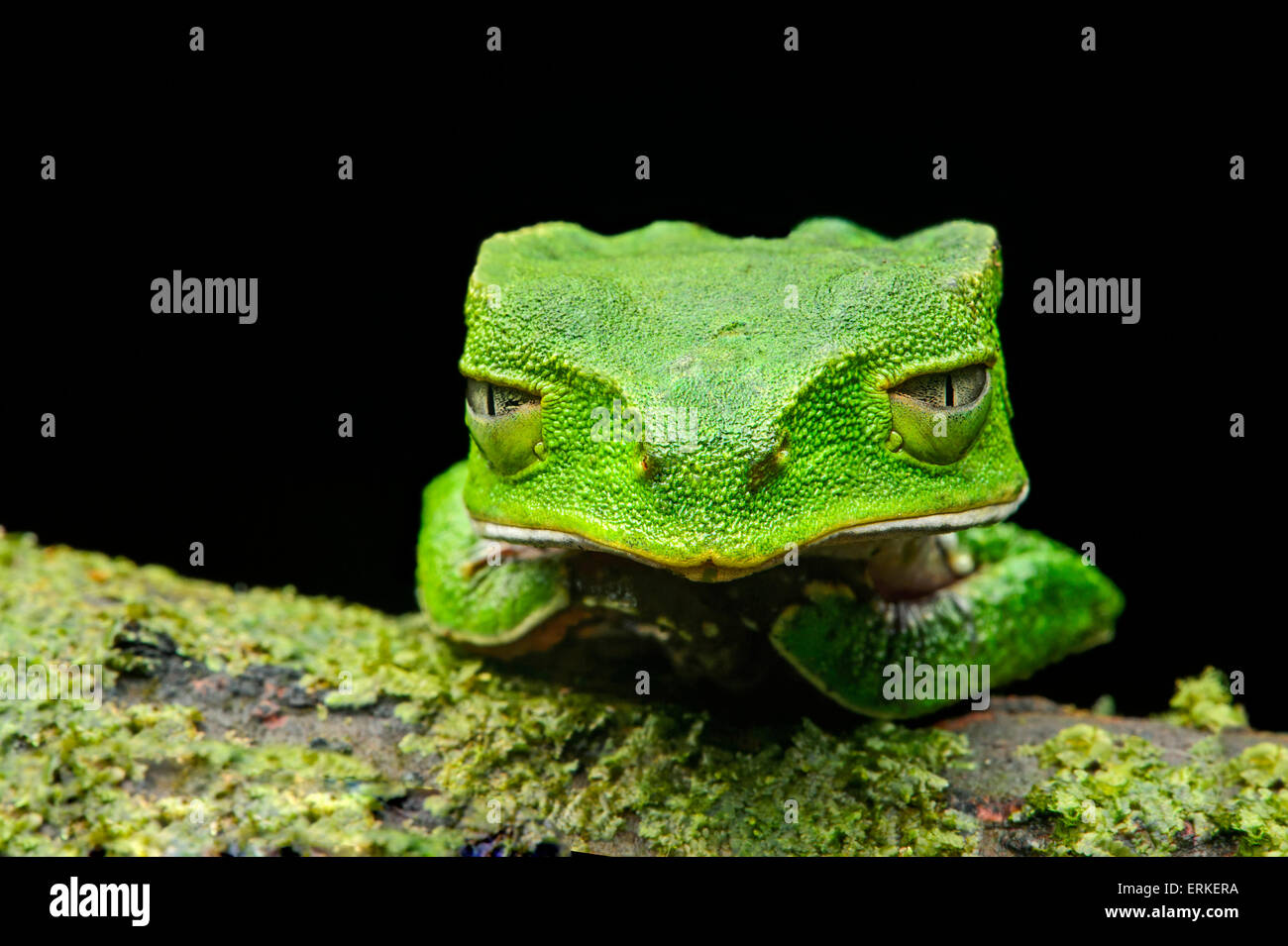 Bianco-rivestita in foglia (rana Phyllomedusa vaillantii), la foresta pluviale amazzonica Yasuni National Park, Ecuador Foto Stock
