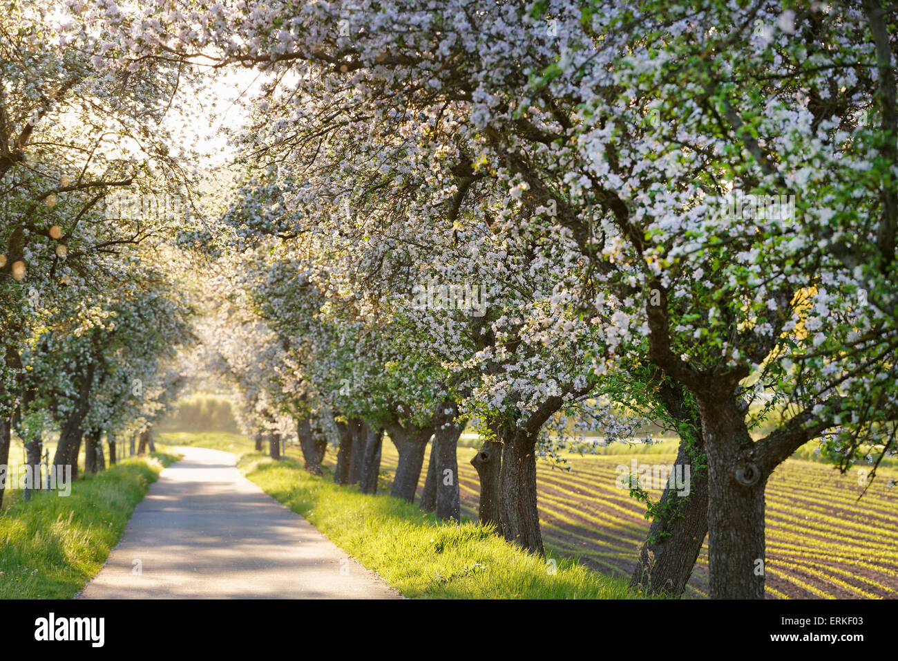Mainradweg, pista ciclabile lungo la strada principale, foderata con la fioritura di meli, vicino Mainroth, Maintal, Burgkunstadt, Alta Franconia Foto Stock