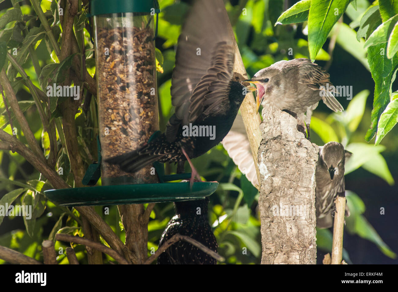 Heathfield, East Sussex, Regno Unito.4 giugno 2015.Open Wide. Young Starling è alimentato mealworm. Un inizio glorioso per l'estate in giardino. . Foto Stock