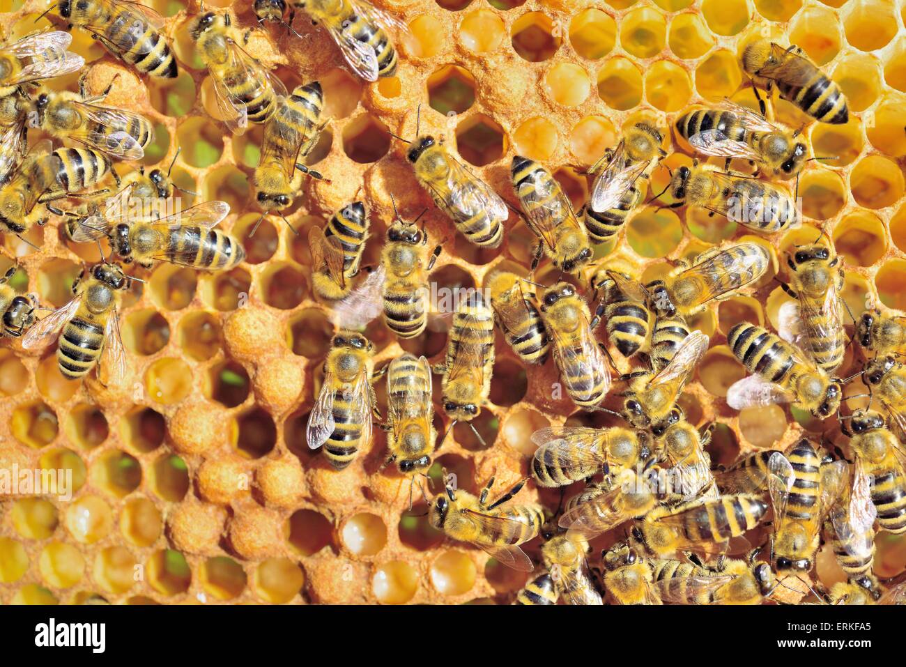 Il miele europeo api (Apis mellifera Carnica var.) durante la cura di covata a nido d ape con larve, Baviera, Germania Foto Stock