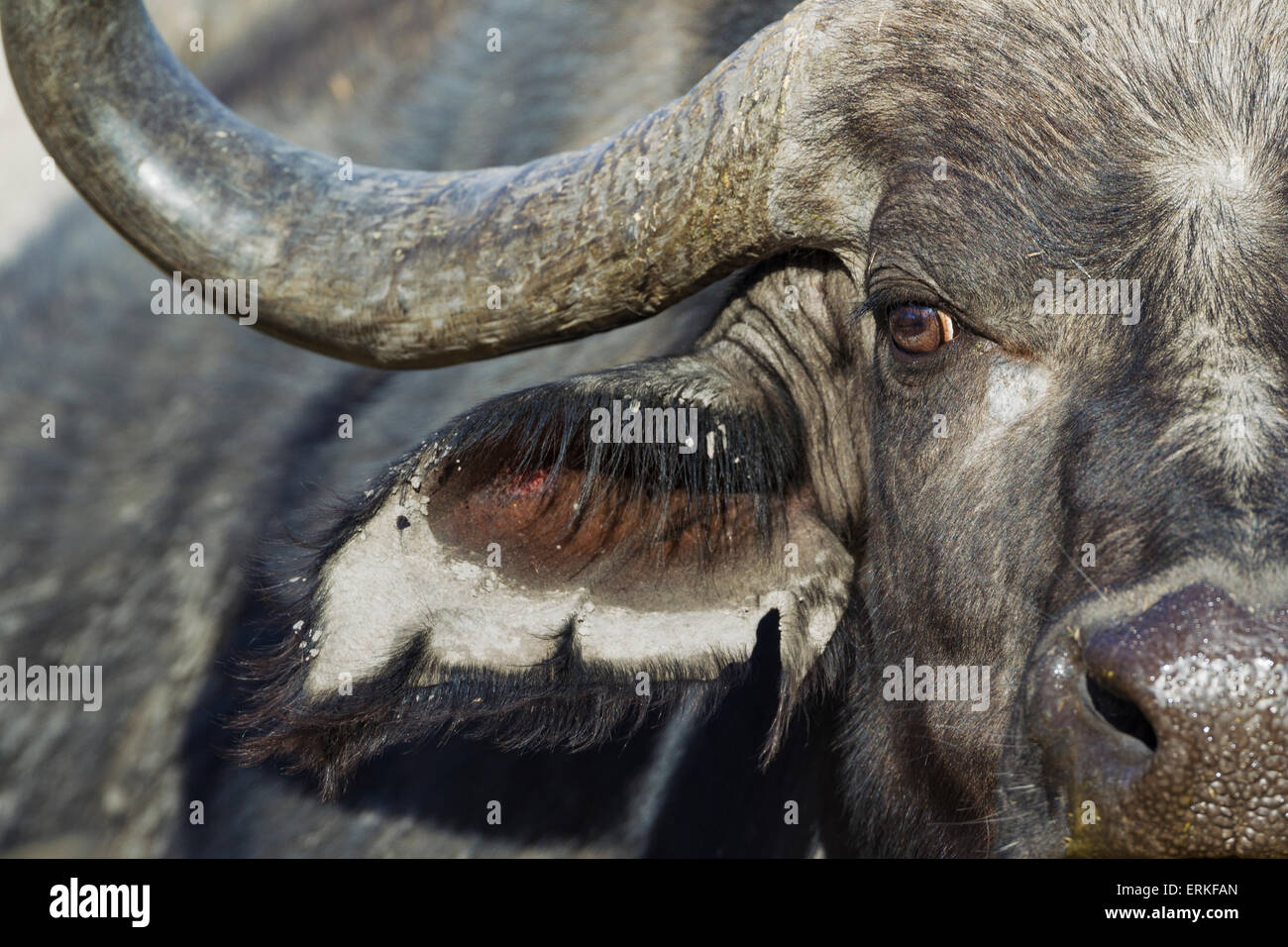 Bufali (Syncerus caffer caffer), close-up di un toro, Okavango Delta, Moremi Game Reserve, Botswana Foto Stock
