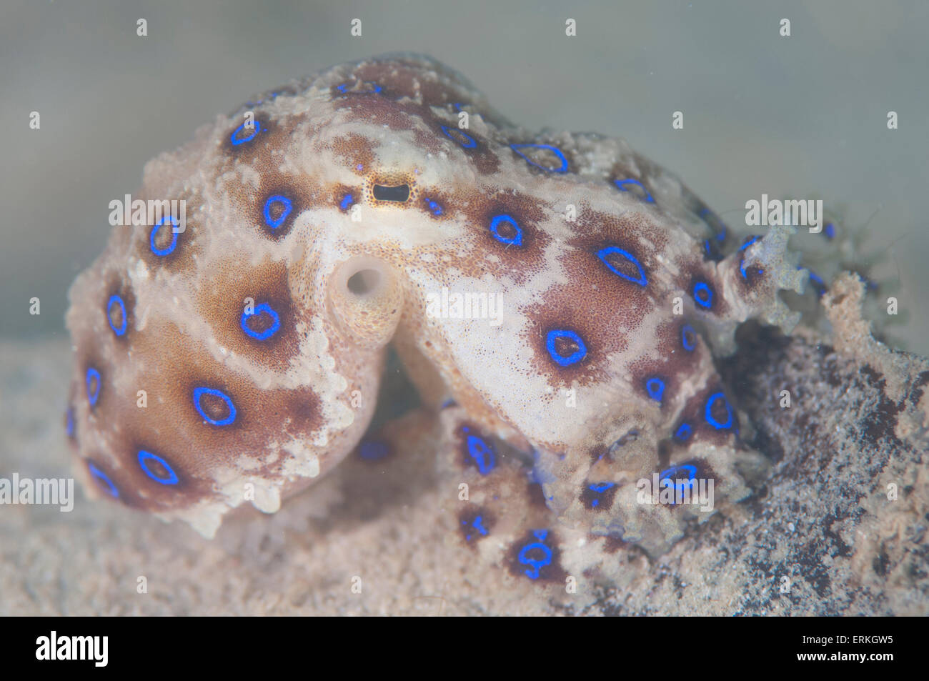 Blue inanellato Octopus, Hapalochlaena lunulata, Sapi Island, TARP, Sabah Borneo, Malaysia Foto Stock