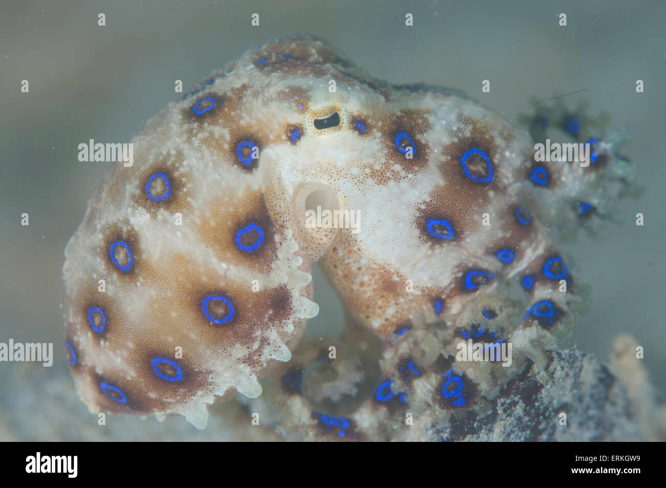 Blue inanellato Octopus, Hapalochlaena lunulata, Sapi Island, TARP, Sabah Borneo, Malaysia Foto Stock