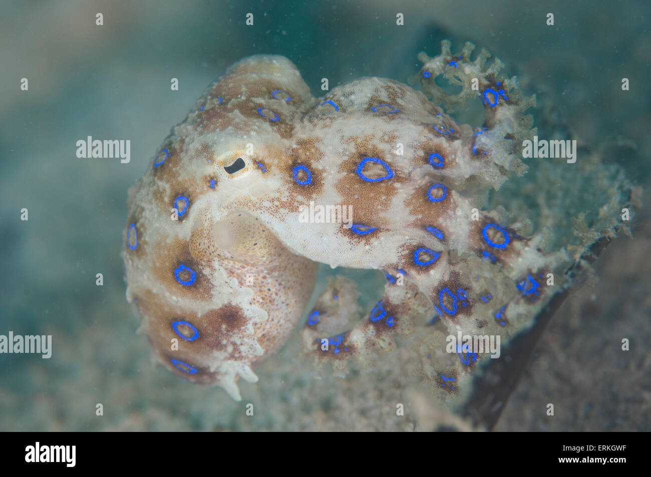 Blue inanellato Octopus, Hapalochlaena lunulata, Sapi Island, TARP, Sabah Borneo, Malaysia Foto Stock