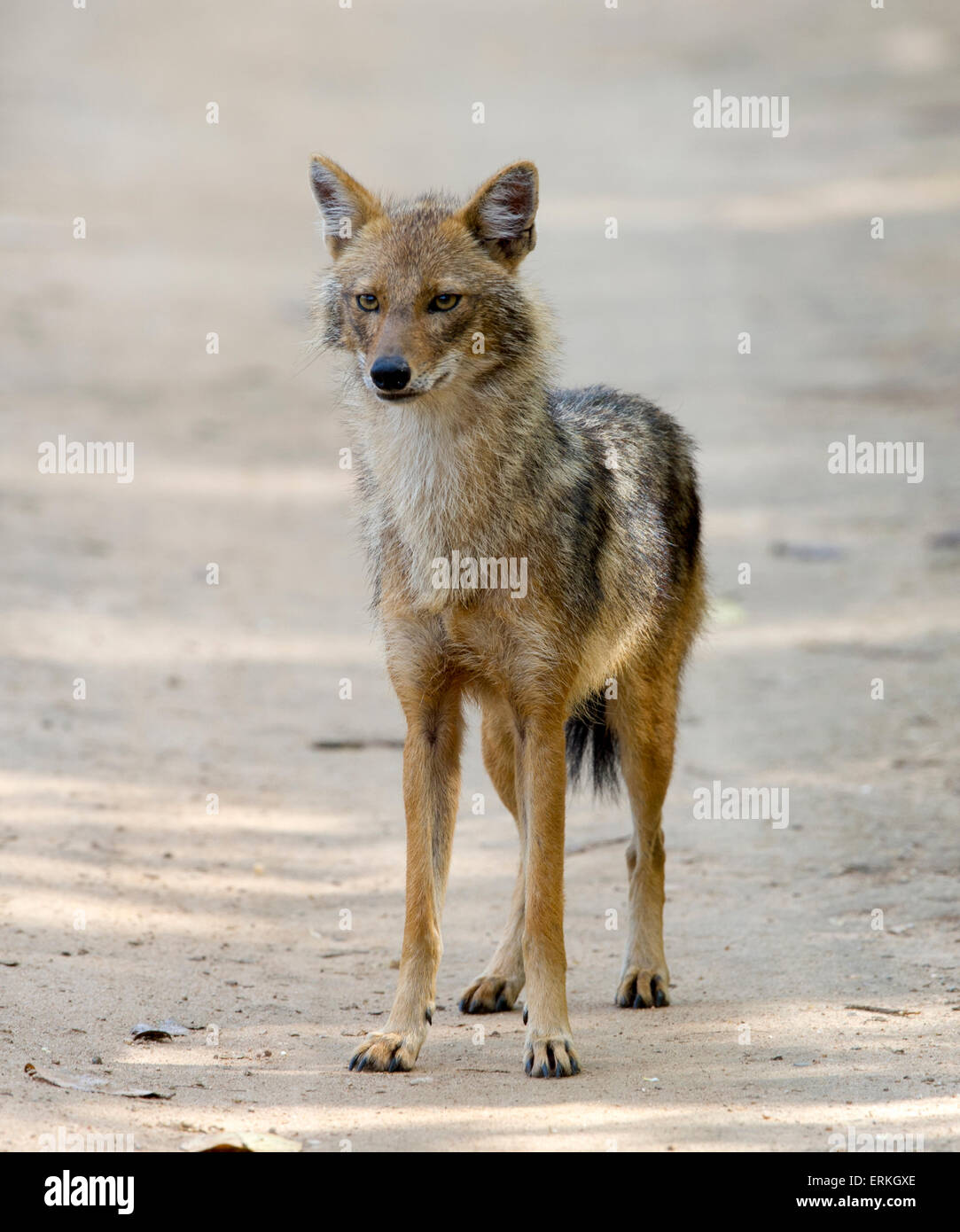 Jackal indiano /Golden Jackal in piedi e guardare Foto Stock