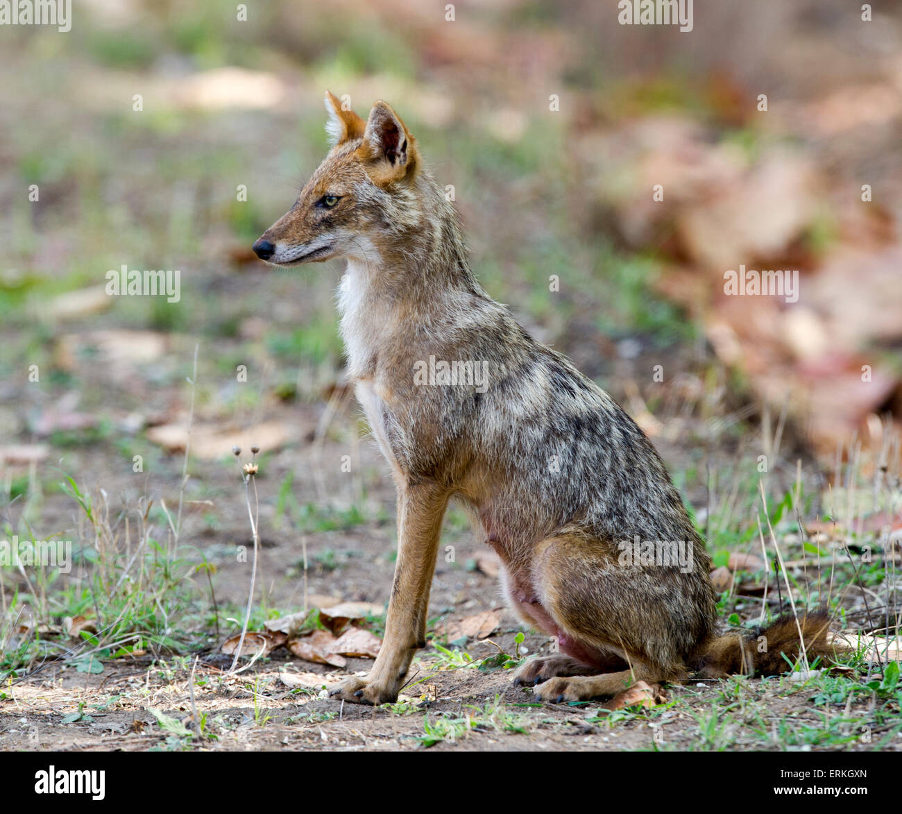 Indian jackal / Golden Jackal seduto e guardare Foto Stock