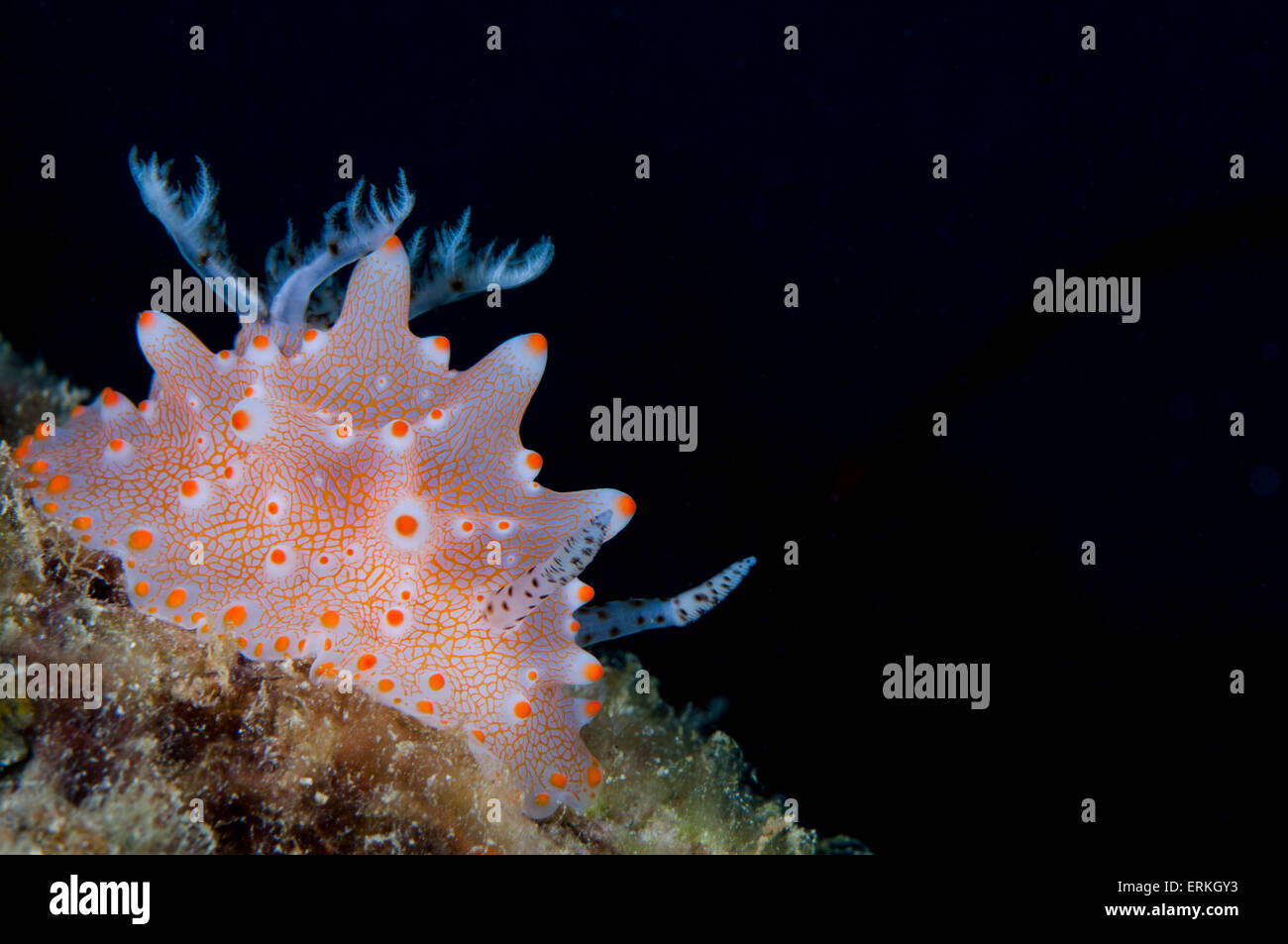 Nudibranch, Halgerda batangas, Parco Tunku Abdul Rahman, Kota Kinabalu, Sabah, Malaysia Foto Stock
