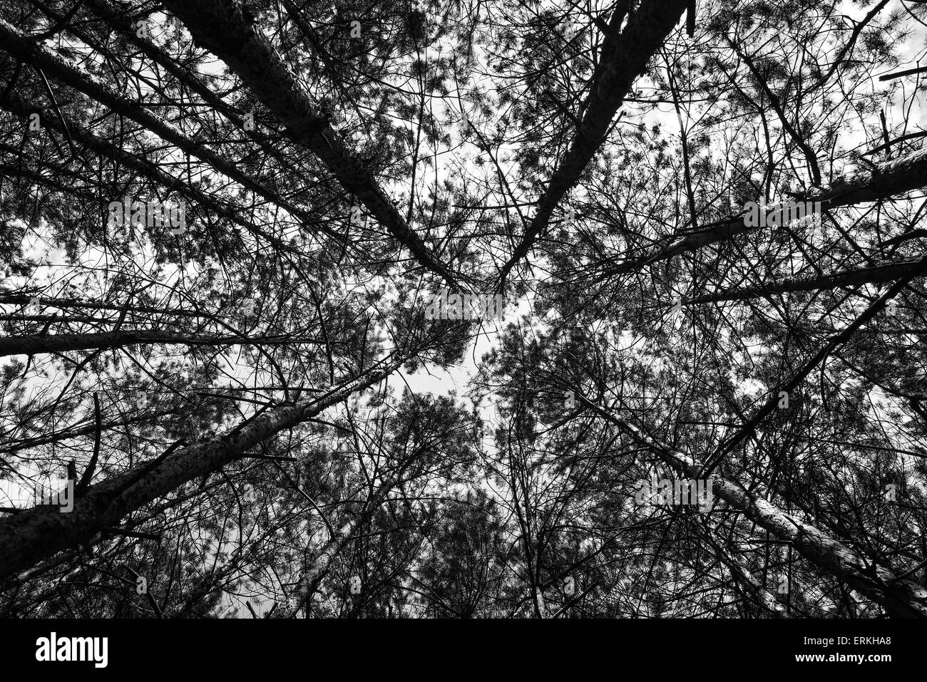 Foto della foresta preso dal basso al di sotto mostra belle e rare prospettiva della foresta stessa. Foto Stock