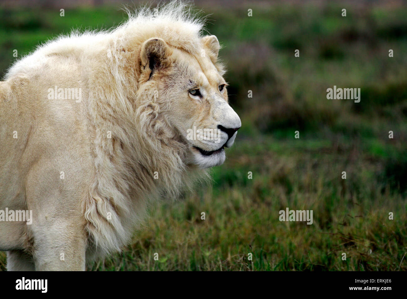 Maschio di leone bianco (Panthera leo krugeri) nel Drakenstein Lion Park, Klapmuts, Cape Winelands, Sud Africa. Foto Stock