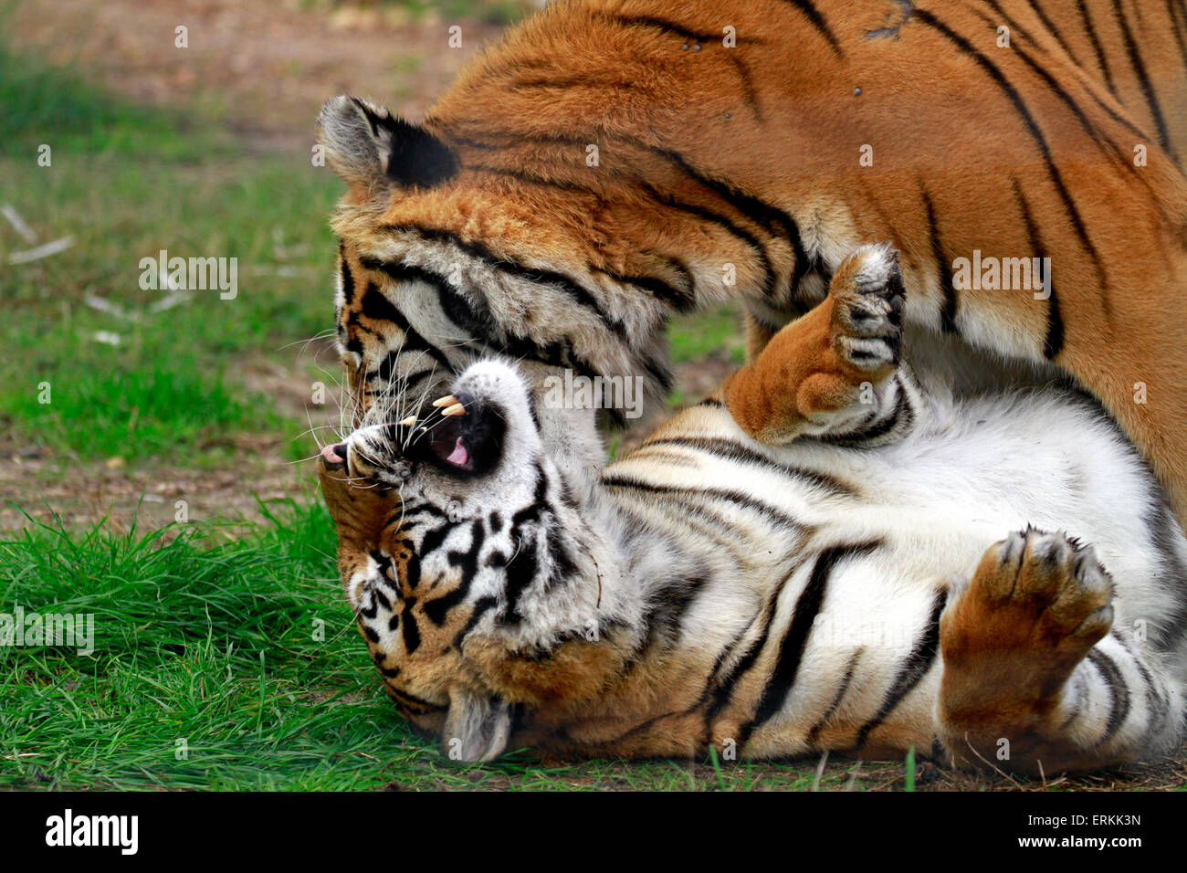 Due le tigri del Bengala (Panthera tigris tigris) nel Drakenstein Lion Park, Klapmuts, Cape Winelands, Sud Africa Foto Stock