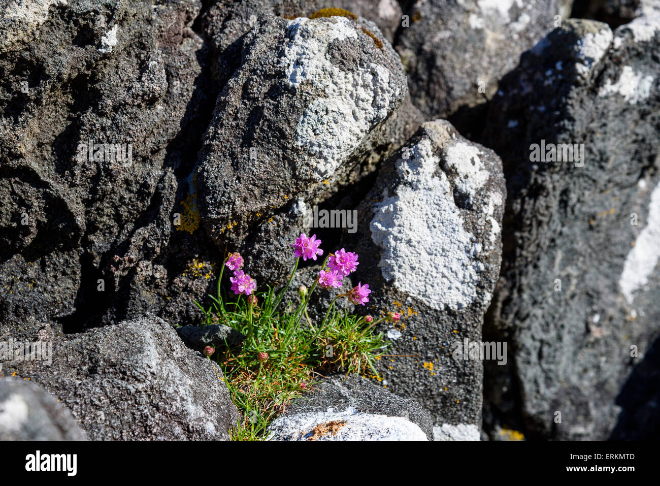 La parsimonia, Armeria maritima, millefiori, a Ardnamurchan Peninsula, Lochaber, altopiani, Scozia Foto Stock