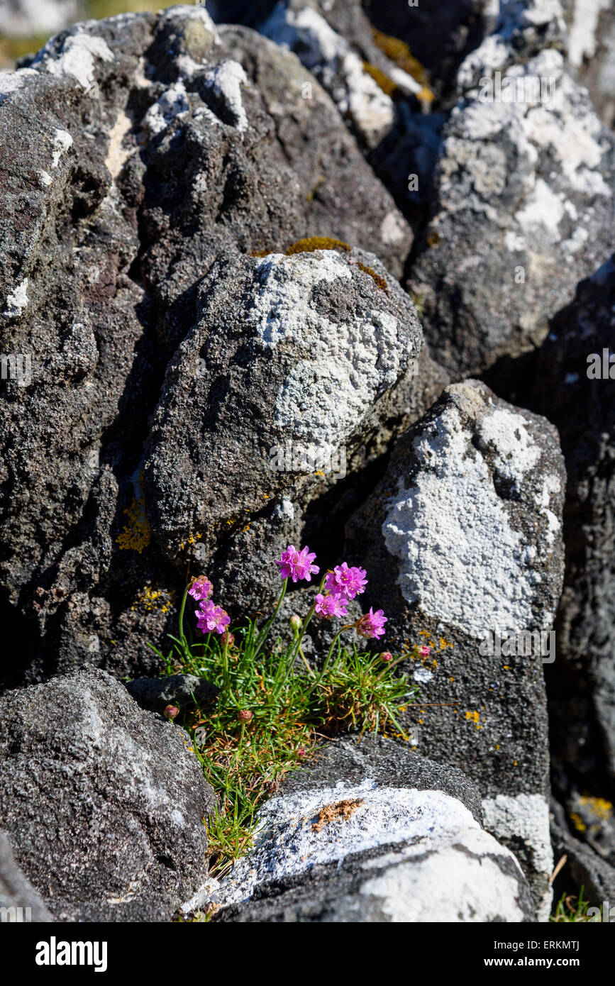 La parsimonia, Armeria maritima, millefiori, a Ardnamurchan Peninsula, Lochaber, altopiani, Scozia Foto Stock