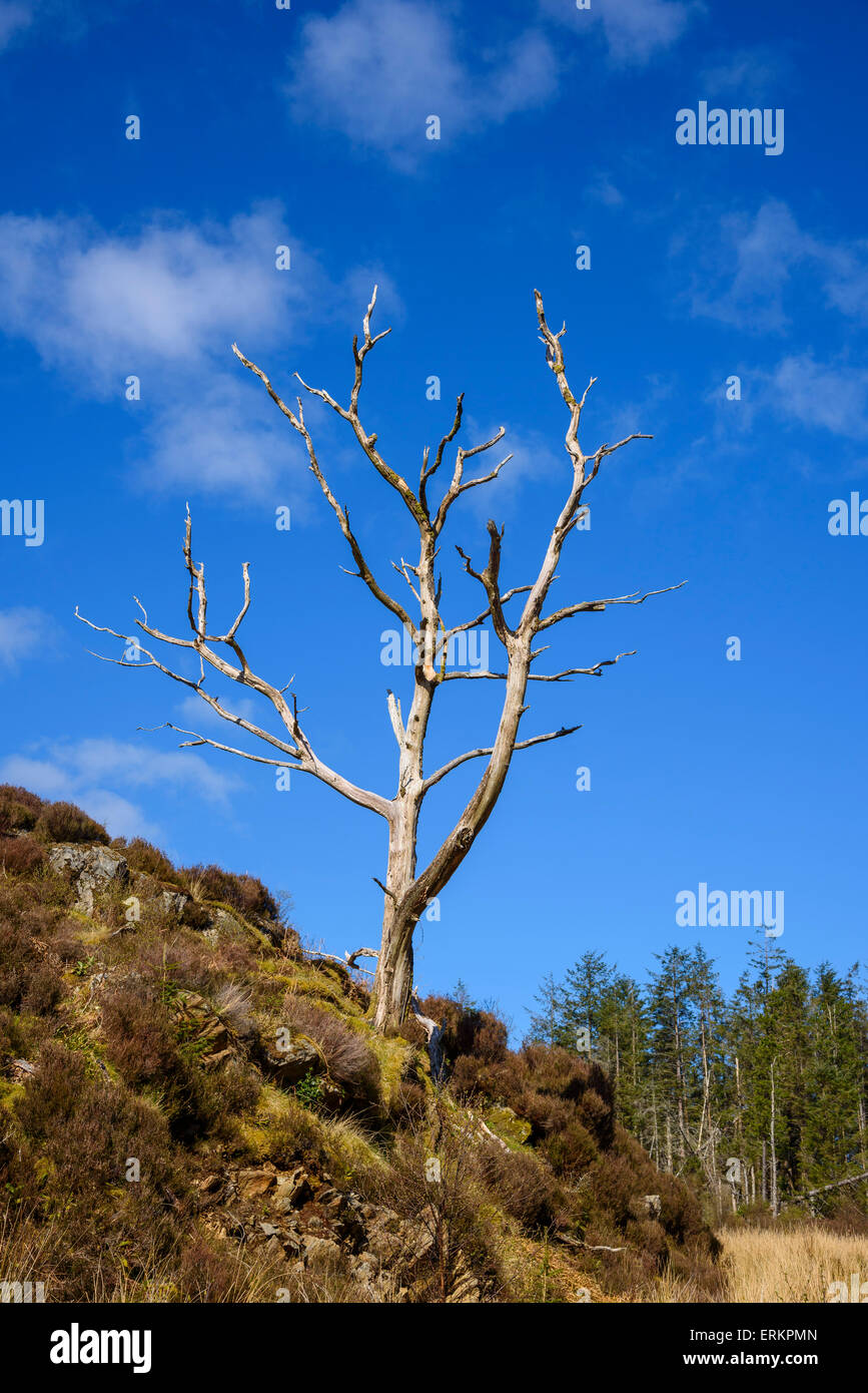 Albero morto, a Ardnamurchan Peninsula, Lochaber, altopiani, Scozia Foto Stock