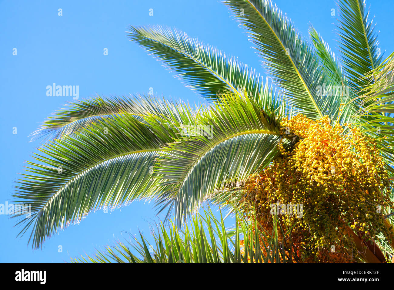 Palm tree foglie e date oltre il cielo blu sullo sfondo Foto Stock