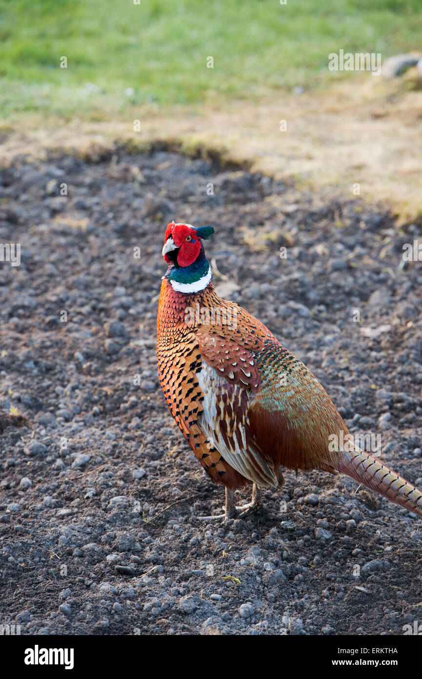 Phasianus colchicus. Fagiano maschio in un giardino scozzese Foto Stock