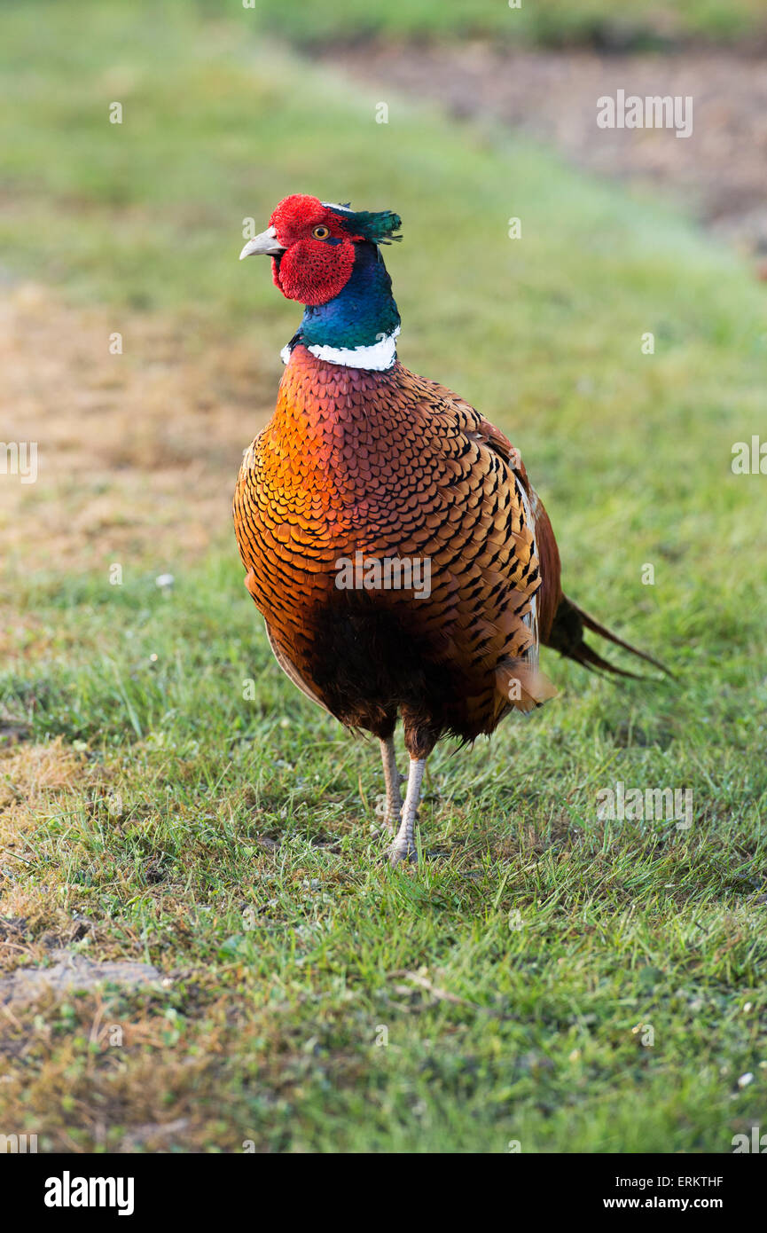 Phasianus colchicus. Fagiano maschio in un giardino scozzese Foto Stock