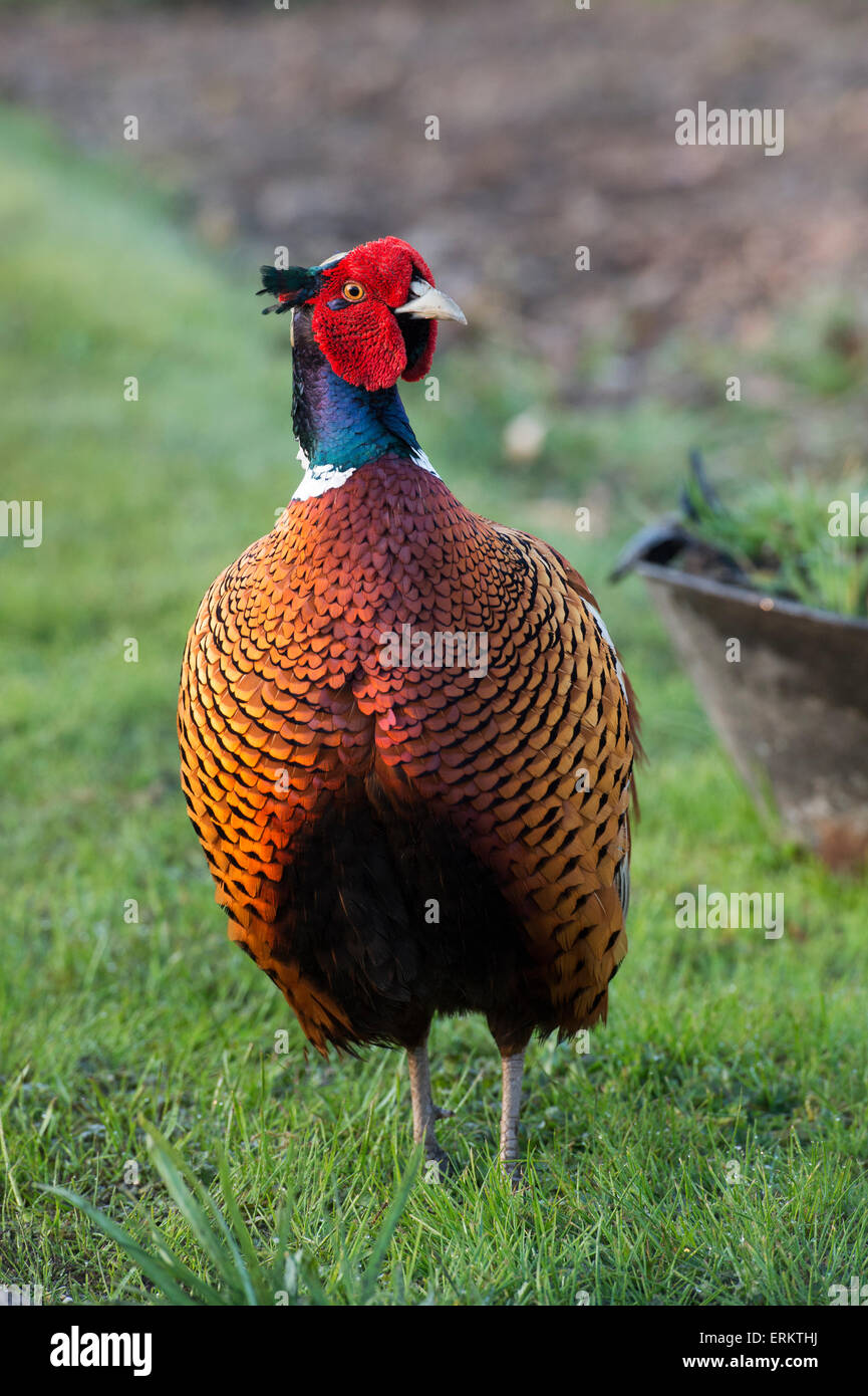 Phasianus colchicus. Fagiano maschio in un giardino scozzese Foto Stock