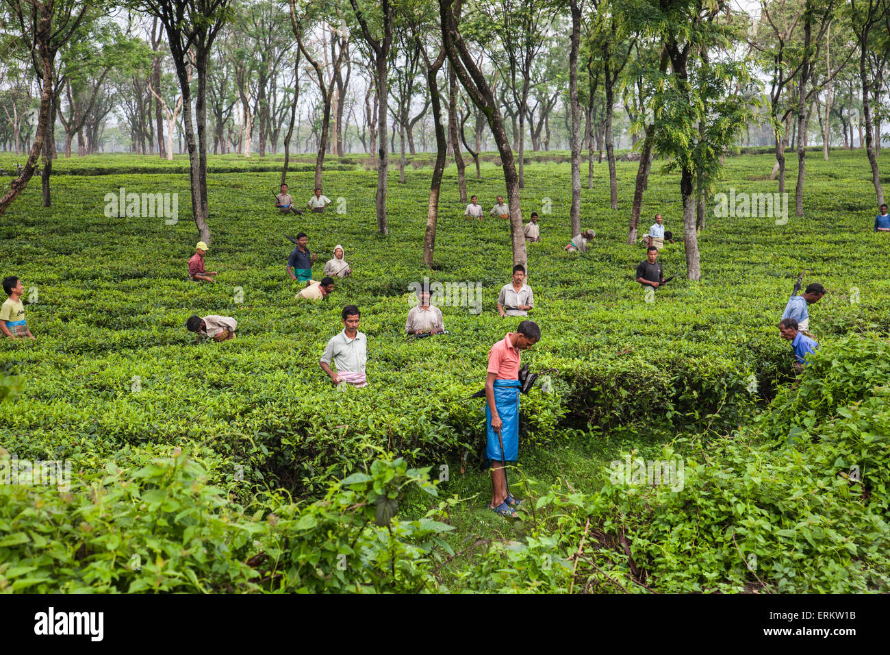 Gli uomini che lavorano in vaste piantagioni di tè di Bagdogra nel distretto di Darjeeling, Darjeeling, India Foto Stock