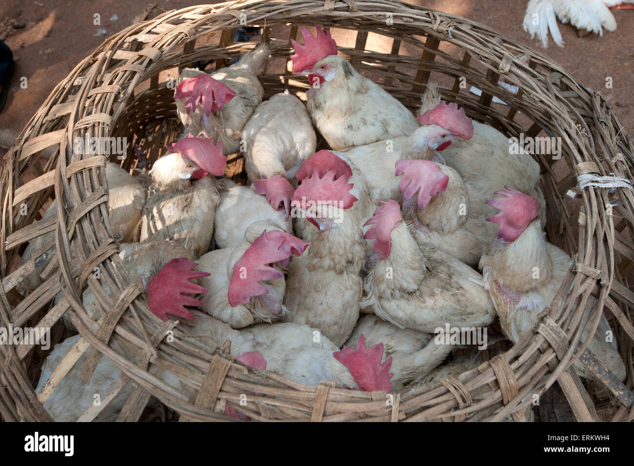 I polli vivi in open bamboo cestello, in vendita in Mali settimanale mercato tribale, Guneipada, distretto di Koraput, Orissa, India Foto Stock