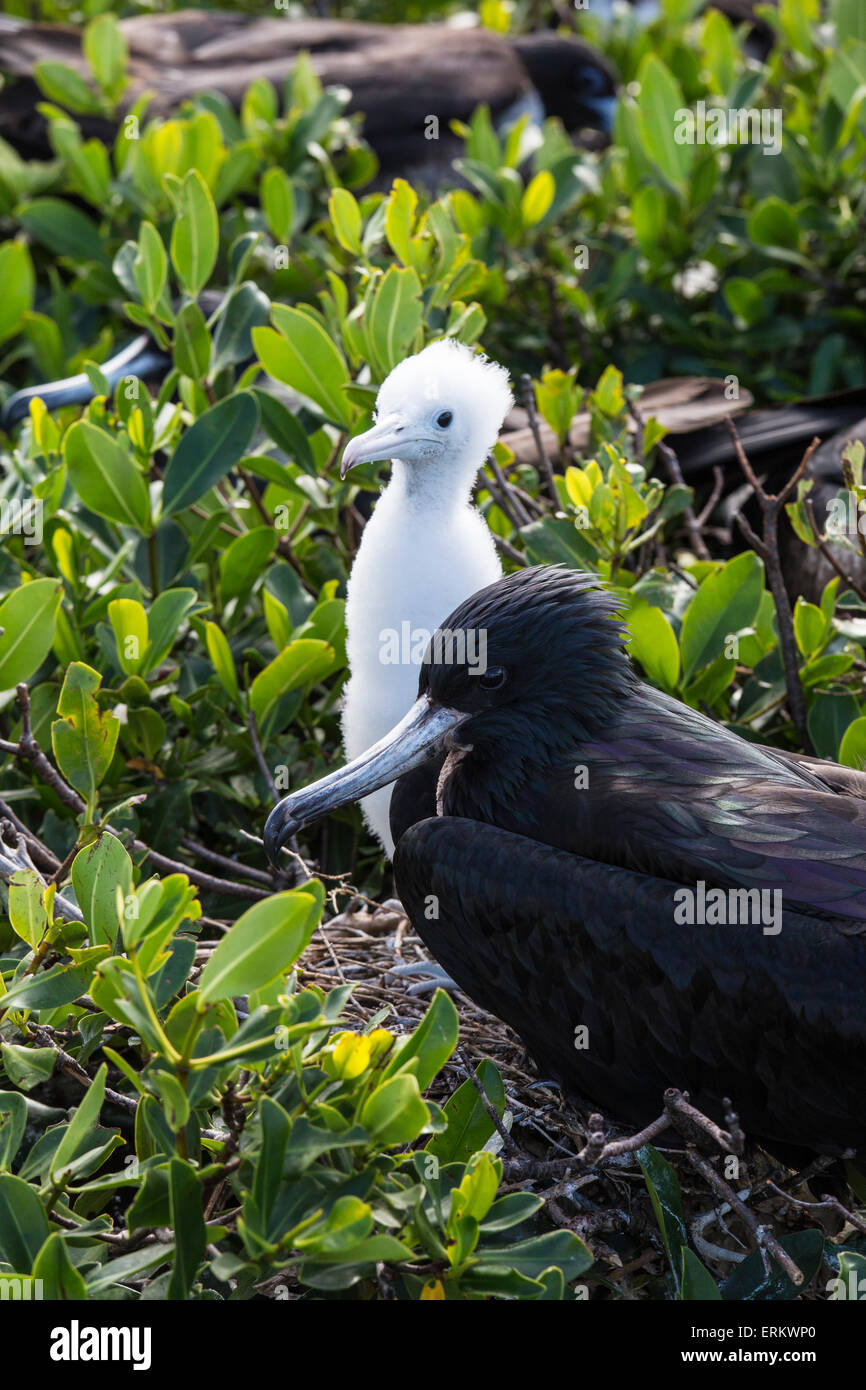 Madre Frigate Bird tenacemente protegge il suo pulcino, Barbuda, Antigua e Barbuda, Isole Sottovento, West Indies, dei Caraibi Foto Stock