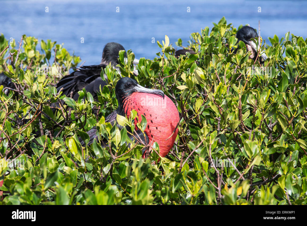 La fregata maschio rosso con custodia di gola che si gonfia come parte del suo comportamento di corteggiamento, Barbuda Antigua e Barbuda Foto Stock