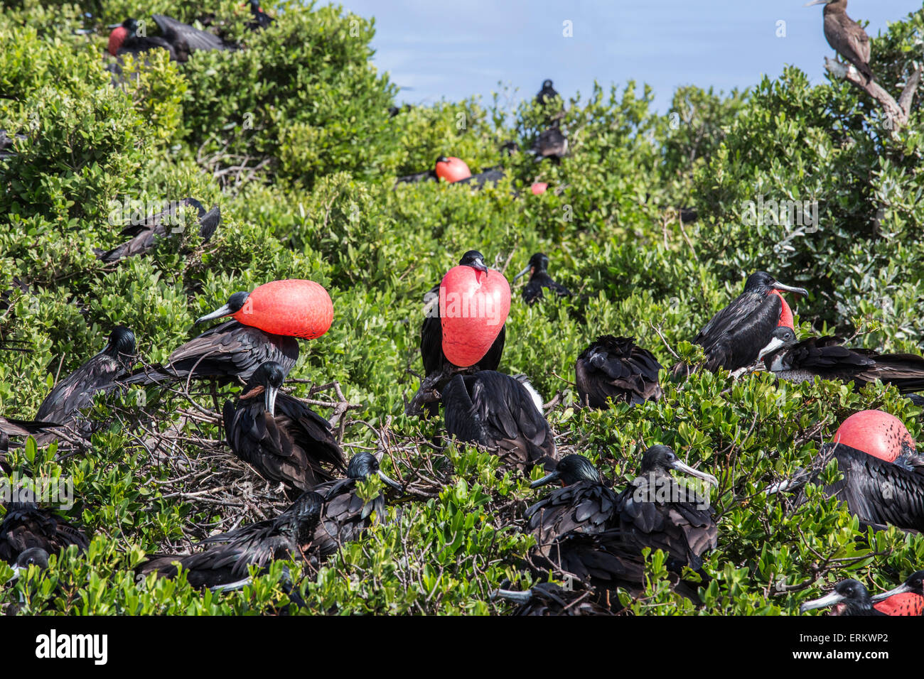Un gruppo dei maschi di fregate con gola arrossata sacche sovrintende le femmine con pulcini per impedire attacchi da parte di predatori, Barbuda Foto Stock