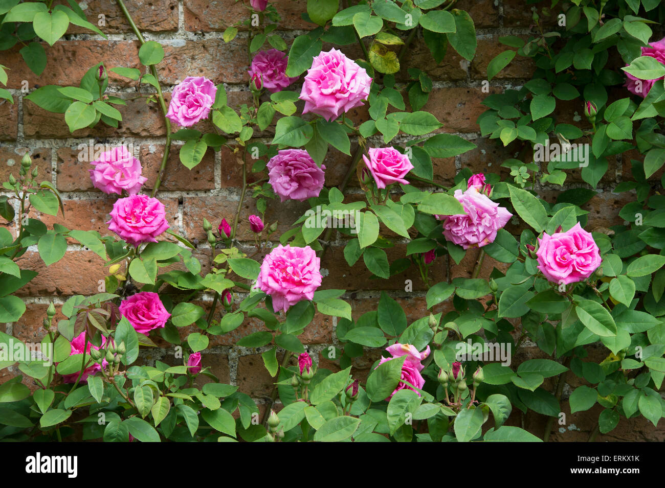 Rosa Zephirine Drouhin. Rose senza spine arrampicarsi su una parete a Waterperry giardini, Wheatley, Oxfordshire, Inghilterra Foto Stock