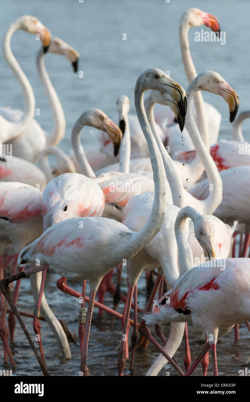 Fenicottero maggiore (Phoenicopterus roseus), Camargue, Provence-Alpes-Côte d'Azur, in Francia, in Europa Foto Stock