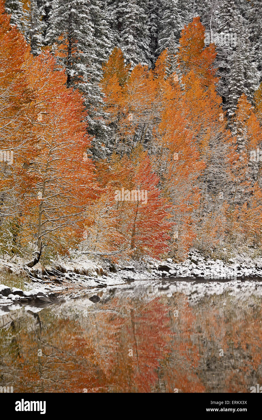 Aspens arancione in autunno tra sempreverdi ricoperti di neve in un lago, Grand Mesa National Forest, Colorado, STATI UNITI D'AMERICA Foto Stock