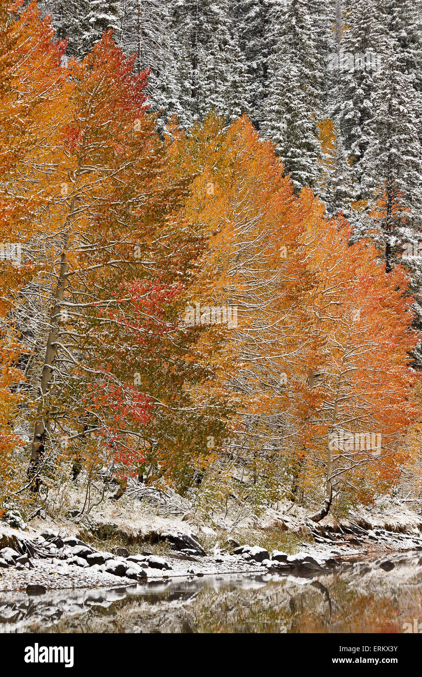 Aspens arancione in autunno tra sempreverdi ricoperti di neve in un lago, Grand Mesa National Forest, Colorado, STATI UNITI D'AMERICA Foto Stock