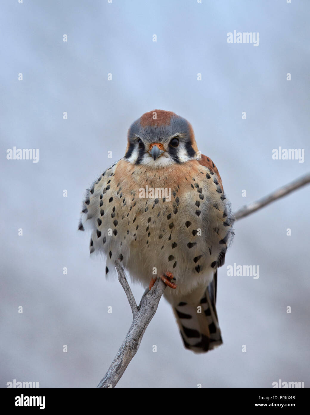 American gheppio (Sparrow Hawk) (Falco sparverius), maschio, Bosque del Apache National Wildlife Refuge, nuovo Messico, STATI UNITI D'AMERICA Foto Stock