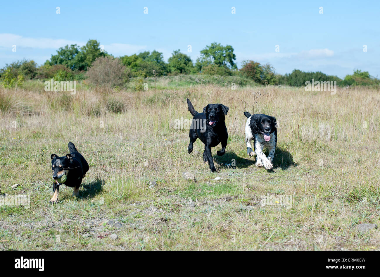 I cani in esecuzione sul campo in esterno Foto Stock