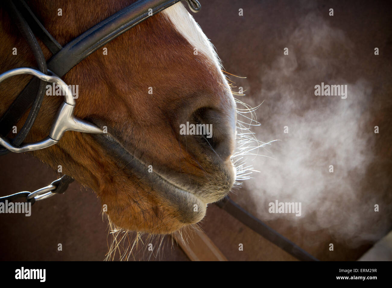 Un cavallo con la briglia e bit, respirando pesantemente dopo esercizio fisico, vapore in aumento in aria fredda. Foto Stock