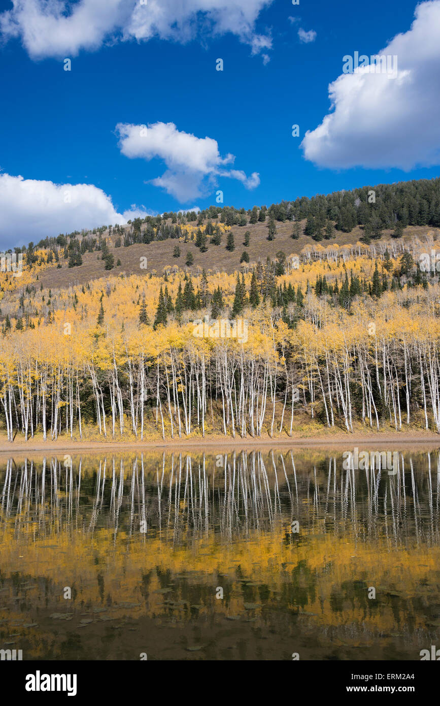 Vista su Aspen alberi e un pendio boschivo al Lago d'argento. Foto Stock