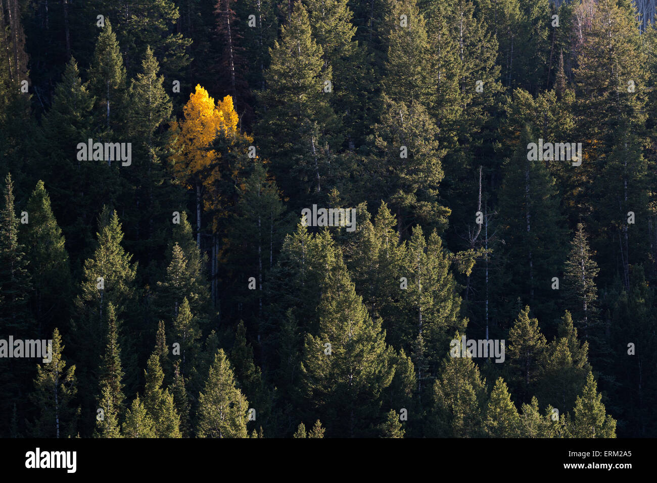 Vista da sopra di un aspen tree in luminoso fogliame di autunno, tra buio degli alberi di pino. Foto Stock