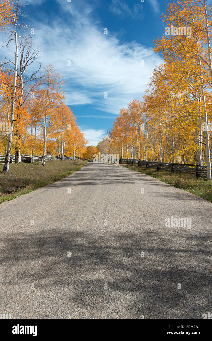 Una strada e viale di alberi di aspen stretching in distanza Foto Stock