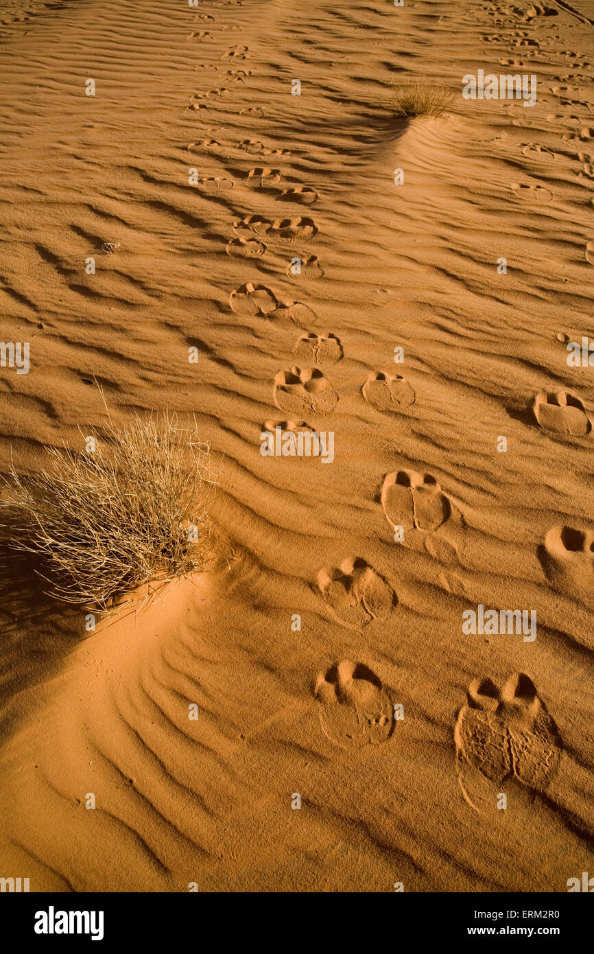 Tracce di cammelli in rosso la sabbia del Sahara nel nord del Sudan. 150.000 cammelli viaggio in Egitto di anno in anno. Foto Stock